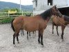 broodmare Tara 2003 ox (Arabian thoroughbred, 2003, from Marwan I ox)