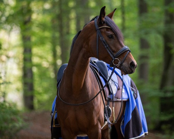 Dressurpferd Inesse Taonga (KWPN (Niederländisches Warmblut), 2013, von Vitalis)