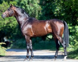 stallion Turin 2008 ox (Arabian thoroughbred, 2008, from Nonius 2001 ox)