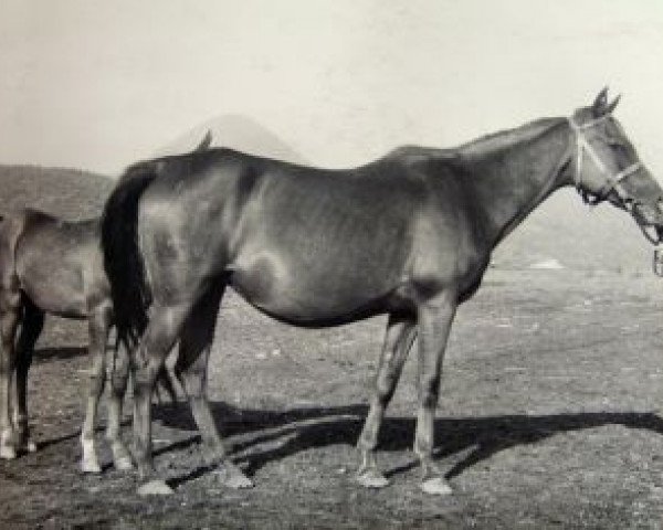 Zuchtstute Madila 1943 ox (Vollblutaraber, 1943, von Lowelas 1930 ox)