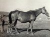broodmare Madila 1943 ox (Arabian thoroughbred, 1943, from Lowelas 1930 ox)