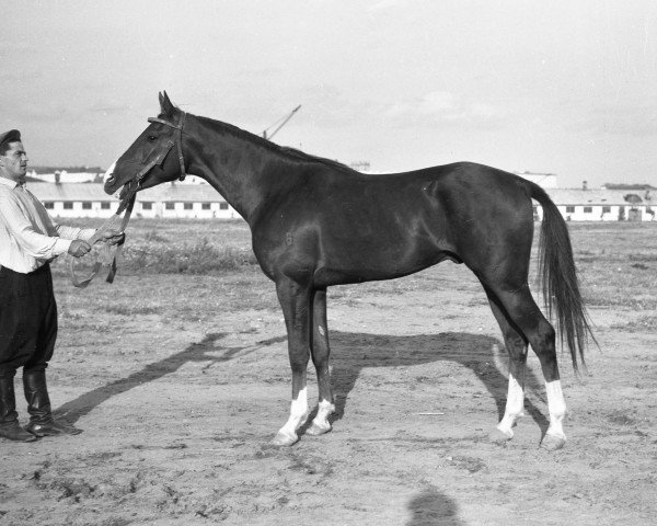 stallion Mak 1956 ox (Arabian thoroughbred, 1956, from Korej 1939 ox)