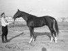 stallion Mak 1956 ox (Arabian thoroughbred, 1956, from Korej 1939 ox)