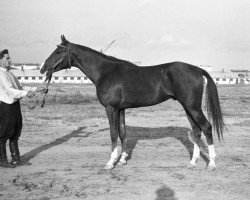 stallion Mak 1956 ox (Arabian thoroughbred, 1956, from Korej 1939 ox)