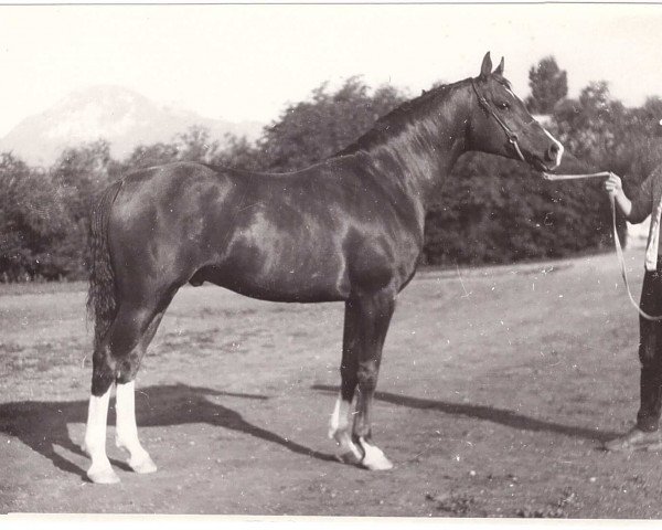 stallion Kumir 1973 ox (Arabian thoroughbred, 1973, from Mak 1956 ox)
