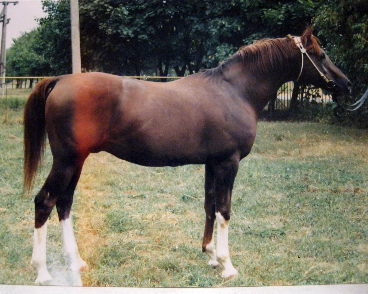 stallion Sarkazm 1979 ox (Arabian purebred, 1979, from Kumir 1973 ox)