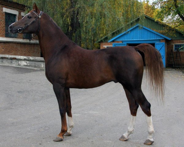 stallion Status 2000 ox (Arabian thoroughbred, 2000, from Sarkazm 1979 ox)