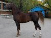 stallion Status 2000 ox (Arabian thoroughbred, 2000, from Sarkazm 1979 ox)