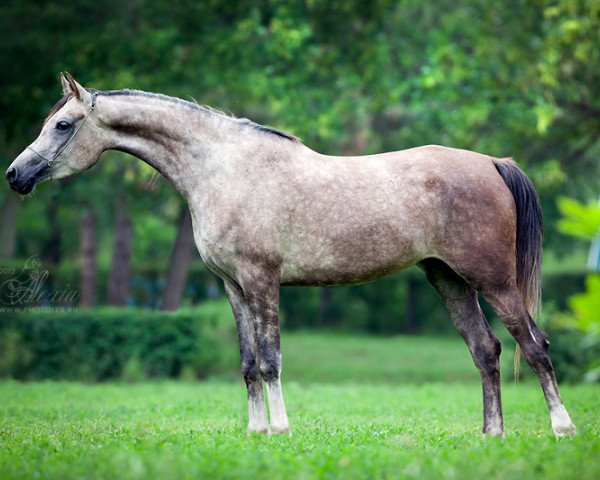 broodmare Nastroika 2008 ox (Arabian thoroughbred, 2008, from Status 2000 ox)