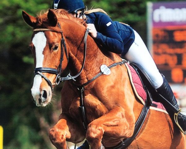 broodmare Oh So Lucky (Royal Warmblood Studbook of the Netherlands (KWPN), 2008, from Ontario)