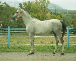 broodmare Neznakomka 1999 ox (Arabian thoroughbred, 1999, from Karat 1993 ox)