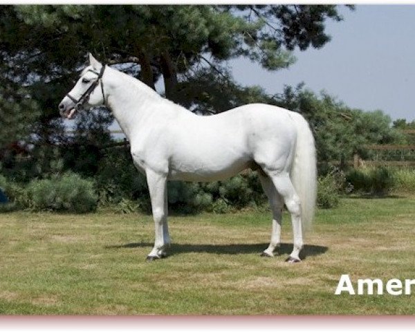 stallion Amer 1984 ox (Arabian thoroughbred, 1984, from Wafi ox)