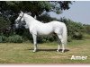 stallion Amer 1984 ox (Arabian thoroughbred, 1984, from Wafi ox)