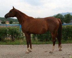 broodmare Nonna 2000 ox (Arabian thoroughbred, 2000, from Nougatin 1994 ox)