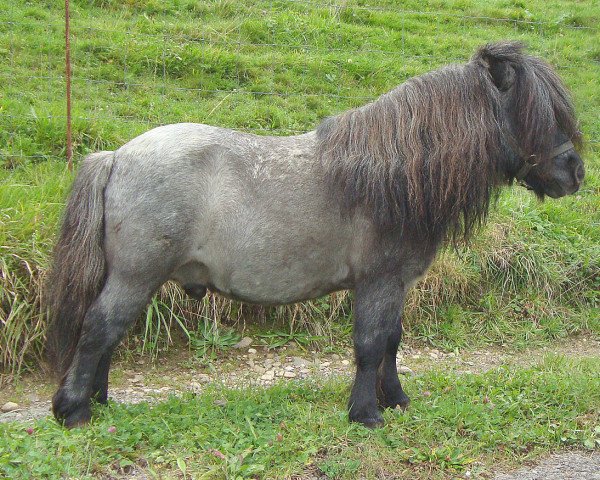 Deckhengst Crazy Colours Troll (Shetland Pony (unter 87 cm), 1998, von Titus von der Wartgartenmuehle)
