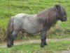 stallion Crazy Colours Troll (Shetland pony (under 87 cm), 1998, from Titus von der Wartgartenmuehle)