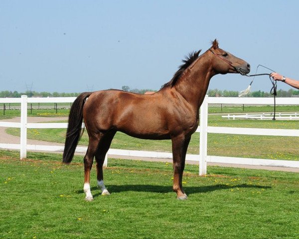 stallion Marwan I ox (Arabian thoroughbred, 1994, from Manganate 1972 ox)
