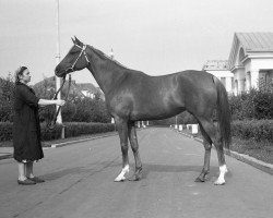 broodmare Plaksa 1952 ox (Arabian thoroughbred, 1952, from Priboj 1944 ox)