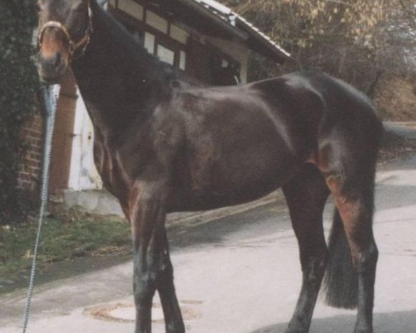 Zuchtstute Laika (Zweibrücker, 1993, von Lambourghini)