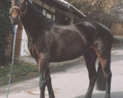 broodmare Laika (Zweibrücken, 1993, from Lambourghini)