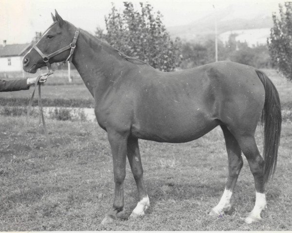 broodmare Perikola 1962 ox (Arabian thoroughbred, 1962, from Knippel 1954 ox)