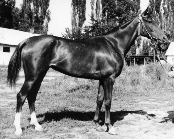broodmare Prikhot 1967 ox (Arabian thoroughbred, 1967, from Sport 1957 ox)