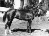 broodmare Prikhot 1967 ox (Arabian thoroughbred, 1967, from Sport 1957 ox)