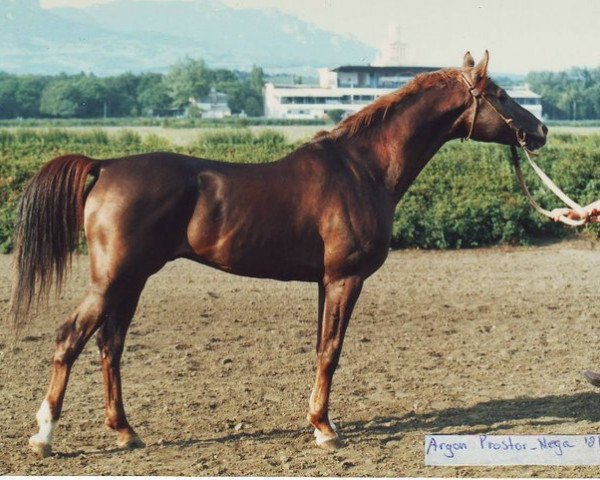 stallion Argon 1981 ox (Arabian thoroughbred, 1981, from Prostor 1973 ox)