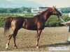 stallion Argon 1981 ox (Arabian thoroughbred, 1981, from Prostor 1973 ox)