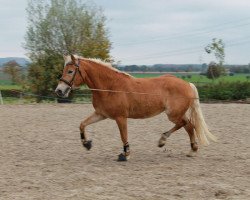 broodmare Donna-Lilly (3,125% ox) (Edelbluthaflinger, 2011, from Sirius Star (3,125% ox))