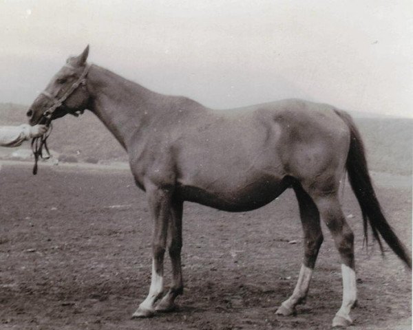 broodmare Progressia 1948 ox (Arabian thoroughbred, 1948, from Patent 1943 ox)