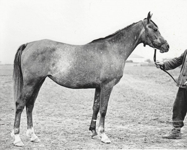 broodmare Pavlina 1961 ox (Arabian thoroughbred, 1961, from Nil 1954 EAO)