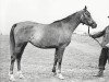 broodmare Pavlina 1961 ox (Arabian thoroughbred, 1961, from Nil 1954 EAO)