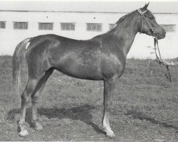 broodmare Parcha 1968 ox (Arabian thoroughbred, 1968, from Aswan 1958 EAO)