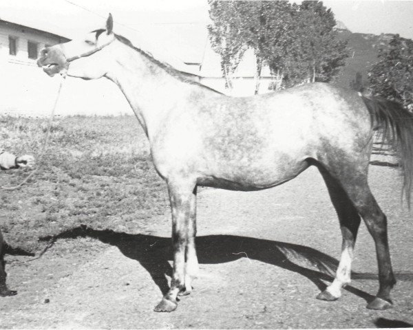 broodmare Postup 1975 ox (Arabian thoroughbred, 1975, from Suvenir 1957 ox)