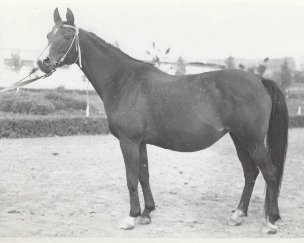 broodmare Madia 1965 ox (Arabian thoroughbred, 1965, from Arax 1952 ox)