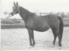 broodmare Madia 1965 ox (Arabian thoroughbred, 1965, from Arax 1952 ox)