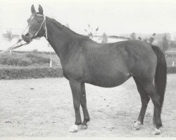 broodmare Madia 1965 ox (Arabian thoroughbred, 1965, from Arax 1952 ox)