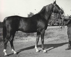 stallion Prostor 1973 ox (Arabian thoroughbred, 1973, from Sport 1957 ox)