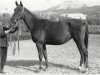 broodmare Kasatka ox (Arabian thoroughbred, 1967, from Sport 1957 ox)