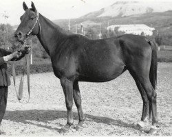 broodmare Kasatka ox (Arabian thoroughbred, 1967, from Sport 1957 ox)