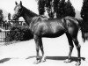 broodmare Kaluga 1975 ox (Arabian thoroughbred, 1975, from Aswan 1958 EAO)