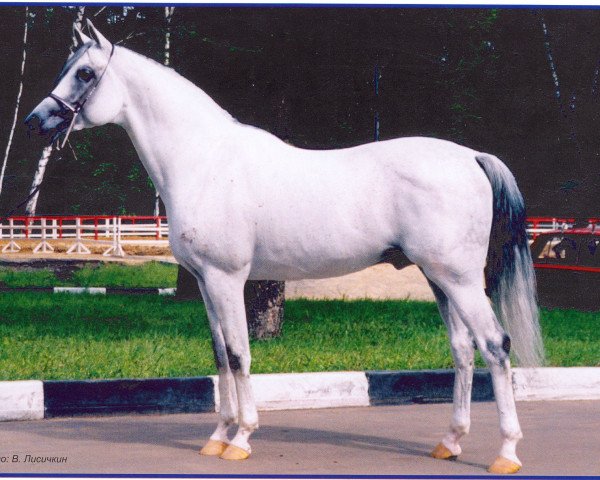 stallion Karat 1993 ox (Arabian thoroughbred, 1993, from Aromat 1981 ox)