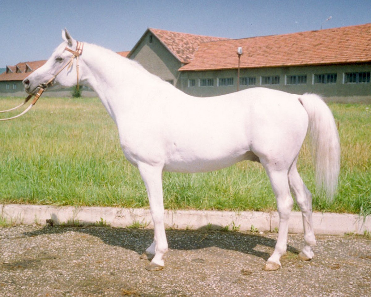 Deckhengst Aromat 1981 ox (Vollblutaraber, 1981, von Mascat 1976 ox)