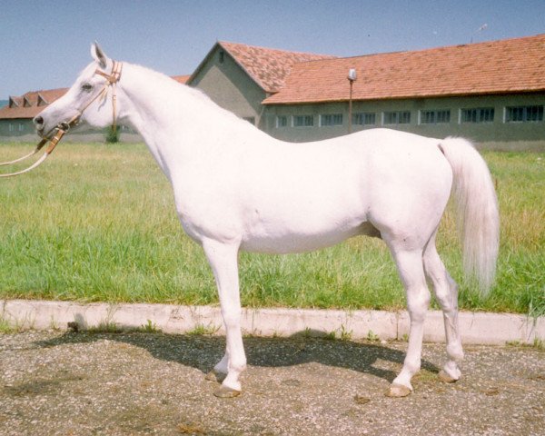 stallion Aromat 1981 ox (Arabian thoroughbred, 1981, from Mascat 1976 ox)