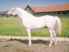 stallion Aromat 1981 ox (Arabian thoroughbred, 1981, from Mascat 1976 ox)