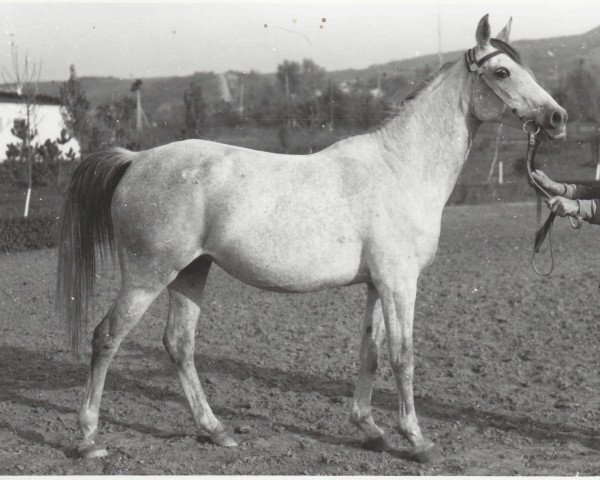 Zuchtstute Nepriadwa 1964 ox (Vollblutaraber, 1964, von Pomeranets 1952 ox)