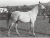 broodmare Nepriadwa 1964 ox (Arabian thoroughbred, 1964, from Pomeranets 1952 ox)