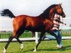 stallion Karnaval 1987 ox (Arabian thoroughbred, 1987, from Naftalin 1977 ox)