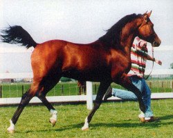 stallion Karnaval 1987 ox (Arabian thoroughbred, 1987, from Naftalin 1977 ox)